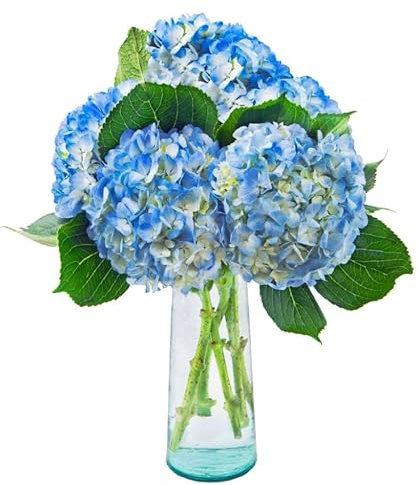 Bouquet de Hortensia Fresca AZUL con 10 Flores para Sorprender en Cualquier Evento