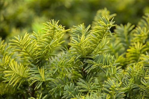 Taxus baccata 'Summergold' 25–30 cm – Immergrün, Winterhart, Pflegeleicht – Gelbe Eibe – Heckenpflanze für Garten & Sichtschutz