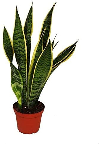 Sansevieria Trifasciata Altura 35cm Planta de Interior Natural Lengua de Suegra, Lengua de Tigre, Espada de San Jorge o Planta Serpiente