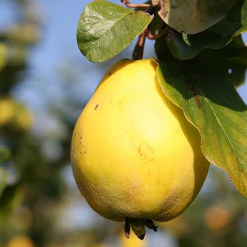 Plant Theory 1.2m Quince Champion Fruiting Outdoor Fruit Tree 9L Pot QA Rootstock