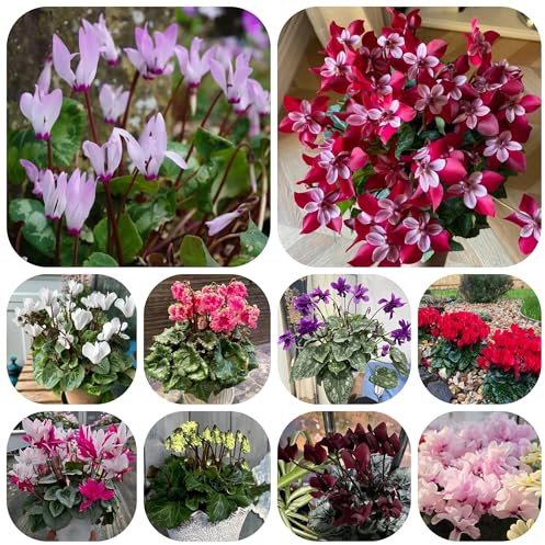 semi di ciclamino perenne resistente tappezzante ciclamino decorazione da giardino per esterni, tappeto to resistenti 300pcs
