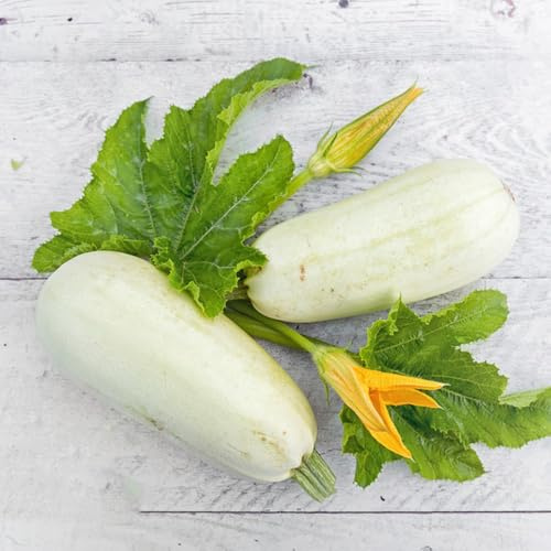 zucchini kletterpflanzen gartenkräuter kräuterbeet pflanzendeko gemüsesamen alte sorten gartenpflanzen balkonpflanze bodendecker zimmerbonsai bonsai pflanzensamen wintergemüse 200samen