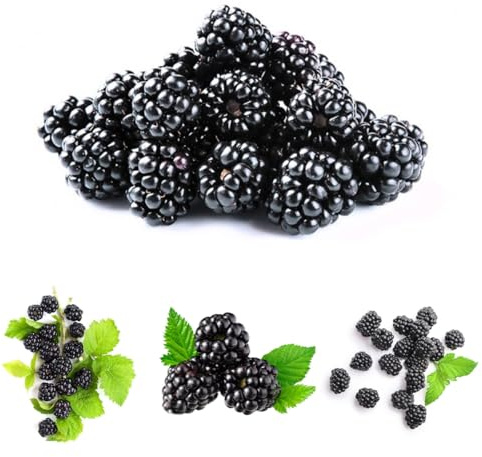 moras - Semillas de resistentes balcón zarzamora resistentes con en uso exterior, raros Compra orgánicos 160semillas