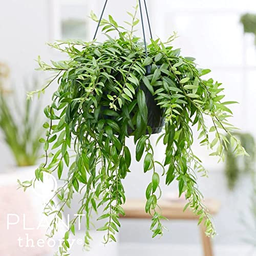Plant Theory 40cm Lipstick Plant Aeschynanthus Japhrolepis Trailing Indoor Plant 15cm Hanging Pot