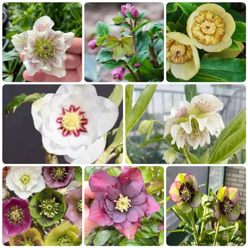 500 pcs christrosen pflanzen winterhart samen blumensamen geschenk deko pflanze wildblumenwiese saatgut mehrjährig hochbeete für garten flower gartensamen pflanztöpfe luftreinigende