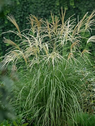 Miscanthus sinensis 'Hermann Müssel' 11x11 cm Topf – Winterhart, Mehrjährig, Pflegeleicht – Chinaschilf – Ziergras für Beet & Garten