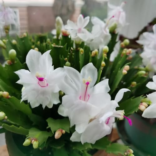 Cactus di Natale balcone in vaso ufficio sempreverdi insoliti 40semi