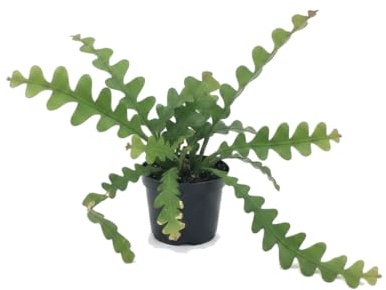 Disocactus Anguliger Cactus Ric-Rac de DECOALIVE Planta Decorativa Colgante Maceta 12 cm Diámetro Altura 25 cm