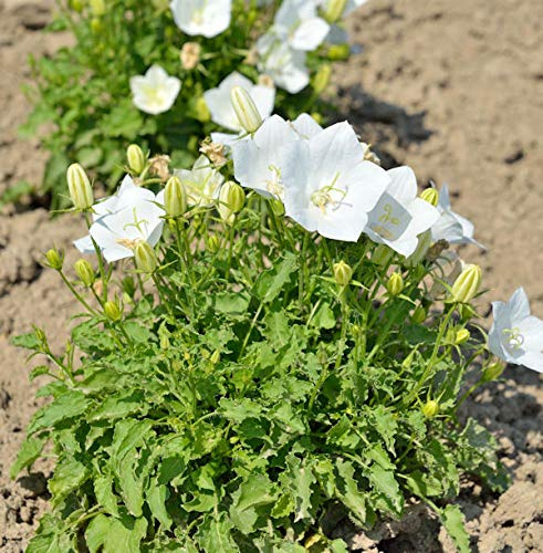 Karpaten Glockenblume Weiße Clips - Campanula carpatica - lebende Gartenpflanze aus den Baumschulen