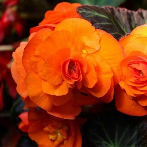 Buy4seeds Begonia Non Stop Orange 10 Seeds Easy for Grow Garden