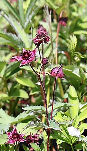 WASSERPFLANZEN WOLFF - Potentilla palustris - Comarum palustre - Sumpf-Blutauge - Fingerkraut, rot - heimisch - 2er-Set - QUALITÄTSSTAUDEN in 9x9 cm Töpfen - BLUME DES JAHRES 2025
