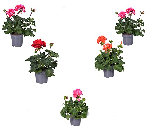 Geranium - Pack 5 Flores - Colores muy Variados - Geranios Naturales - Para Terraza y Jardín