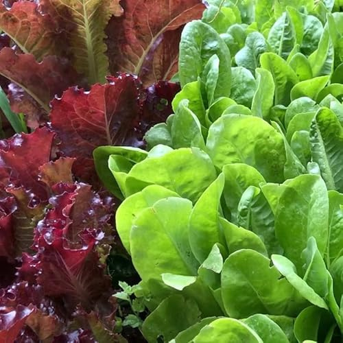 Spring Salad Mix 25000 Seeds for 'Cut and Come Again' Planting, 12 Varieties of Lettuce, Spinach, Arugula, Kale.
