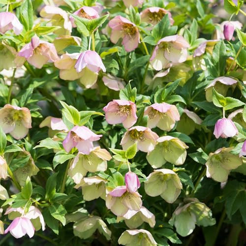 300 pcs christrosen pflanzen winterhart samen, bienenweide saatgut, pflanzen garten christrose, Helleborus thibetanus, flower seeds, pflanzen für garten blumenwiese samen mehrjährig,