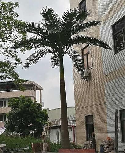 Sohodoo Simulated Coconut Tree, Simulation King Coconut Fiberglass Coconut Seaweed Tree Palm Tree Hotel Tropical Large False Tree Date Tree(1m)
