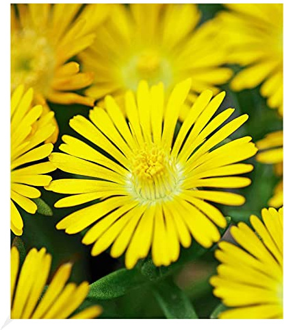 BALDUR Garten 3x Winterharte Eisblume Golden Wonder Pflanzen im 9x9 cm-Topf | Delosperma congesta, Steingarten Stauden, trockenresistent, mehrjährig, blühend, bodendecker, reichblühend