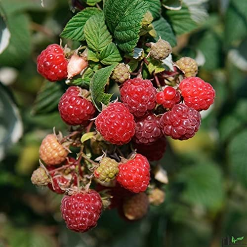 Himbeere Zefa Herbsternte Rubus idaeus 2x tragend im 2 L Topf Himbeerpflanzen