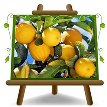 Citrus Limon - Limón cítrico - árbol joven - planta frutal en maceta 22 - árbol max 95 cm - cultivo Italia