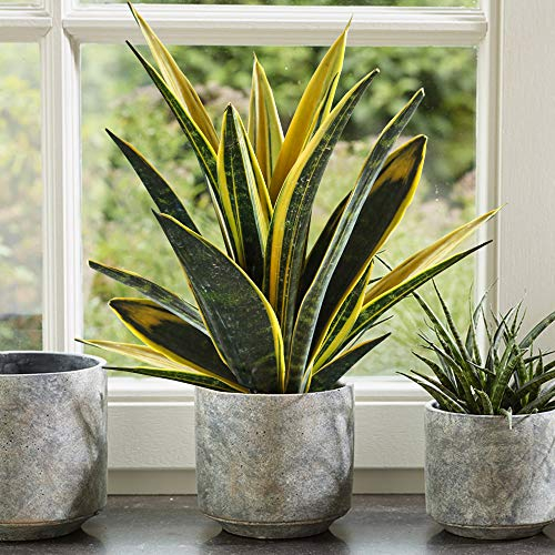 30-40cm getopfte Sansevieria goldene Flamme|Für das Zuhause oder Büro, Pflanzengeschenk im Verkauf