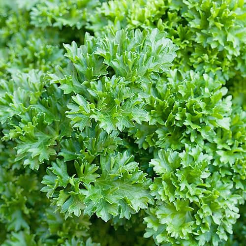 PlantiCo 100g Perejil Musgo Rizado (2) Semillas Robustas Semillas de Hortalizas Semillas de Hortalizas Semillas de Cultivo Huerto Invernadero
