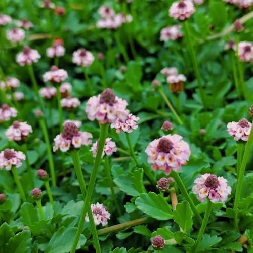 verbena velenifera strisciante giardino di esotiche balcone d'appartamento purificatrici d'aria interno 90semi
