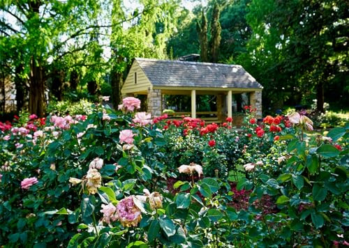 CORFOTO Tessuto 3x2.5m Giardino di Rose Padiglione Sfondo Cespugli di Rose Rosa e Rosso Lussureggianti con Padiglione di Pietra nel Parco Verde Sfondo Fotografico per Festa a Tema