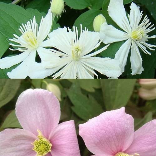2 x Clematis Kletterpflanzen: Clematis Summer Snow & Montana Rubens - Weiß & Rosa, Mehrjährig und Winterhart | 2 x 1,5 Liter Töpfe