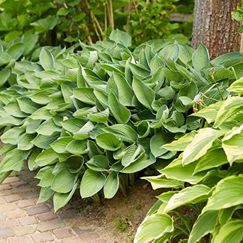 Bloomique - Hosta Sieboldiana 'Elegans' – Hosta – Plantes de jardin – Rustique – Sans danger pour les animaux – Hauteur 10-20 cm – Pot 9x9 cm