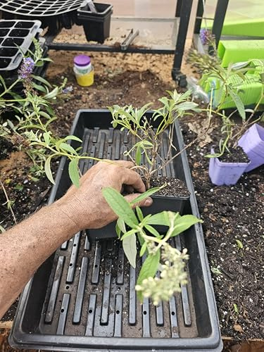 2-Pack Medium Live Black Knight buddleia Butterfly Bush Plant deep Purple, Well Rooted in 4 Pot Additional Items are Half Price Shipping