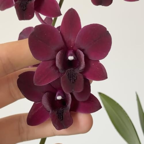 semillas de orquídeas dendrobium - jardín rocas balcón exóticas 350pcs