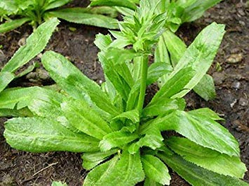 Germinazione I Semi di coriandolo: Lunga 5.000 Semi foetid Eryngium Thai Coriander culantro + Libera la Nave