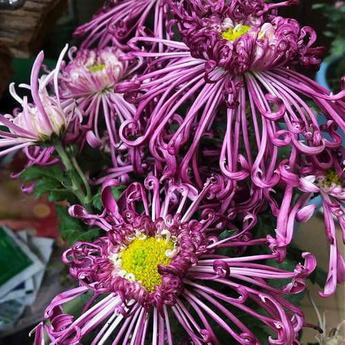 Semi di crisantemo, decorativi selvatici semi di come per gli ospiti decorazione da giardino per esterni da giardino roccioso per luoghi soleggiati 100pcs