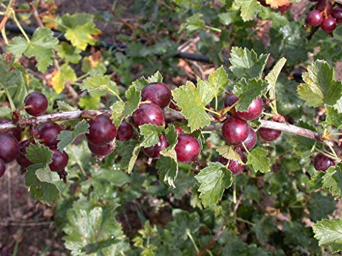 Ribes x nidigrolaria 40-60 cm – Winterhart, Mehrjährig, Pflegeleicht – Jostabeere – Beerenstrauch für Garten & Naschhecke