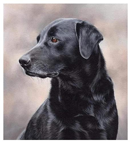ZMHZMY Malen nach Zahlen Erwachsene auf Leinwand Schwarzes Labrador-Hundetier DIY Digitale Ölgemälde Bilder Malerei Paint by Numbers Kunsthandwerk Anfänger Kinder für Haus Wand Decor