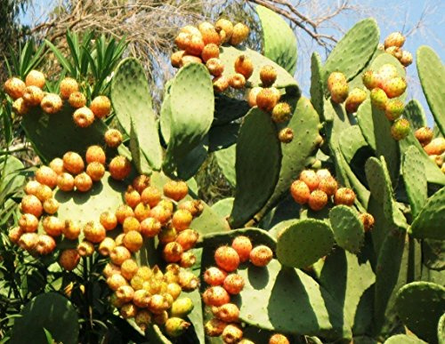 Opuntia ficus Indica Nopal Cactus commestibile succo Nopalea seme nopalina 50 SEMI Y