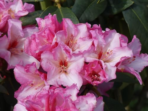 Rhododendron Hybride Omo - Synonym Addo - Großblumige Alpenrose - 30-40cm