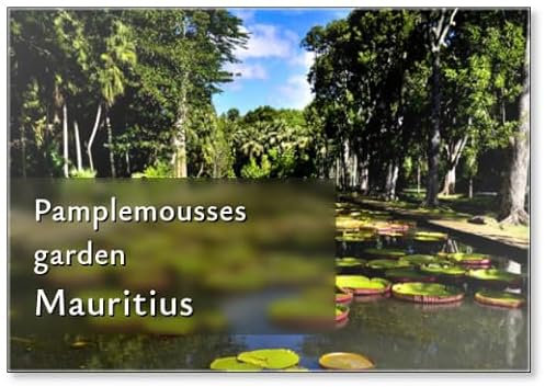 Giant Water Lilies (Victoria Amazonica) in Pamplemousses Garden, Mauritius, Fridge Magnet