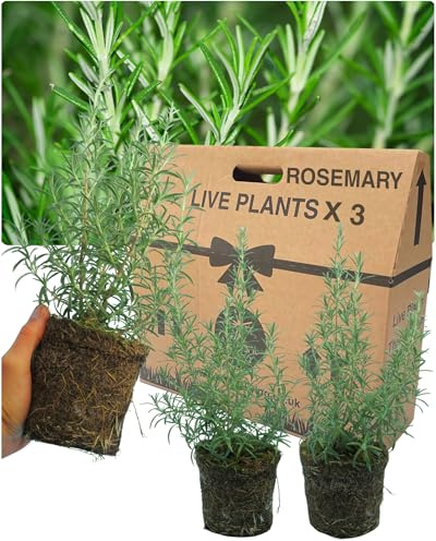 Rosemary Growers Choice Mix – Set of 3x Large, Outdoor Garden Ready Plants. Hardy, Evergreen Herbs with Aromatic Foliage & Blue Flowers for Pots & Kitchen Gardens. Supplied in 1L Peat Free Rootballs