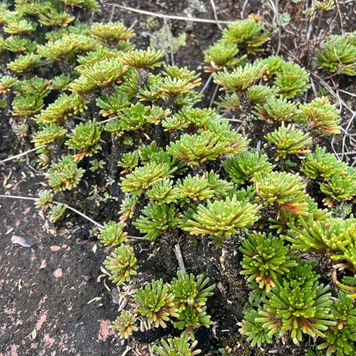 rose von jericho - blumenzwiebeln winterhart zimmerpflanzen exotische deko wohnzimmer stauden 8zwiebeln