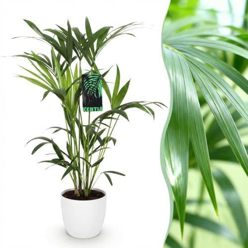 Howea Forsteriana - Kentia Palm - Pflegeleicht - Grün - mit Potter White - 80-85cm - Øter Wit - Pot 19cm - Zimmerpflanze - - Pflanze mit Topf
