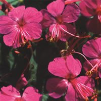 Plant World Seeds - Geranium Macrorrhizum 'Czakor' Seeds (Perennial Flower Seeds)