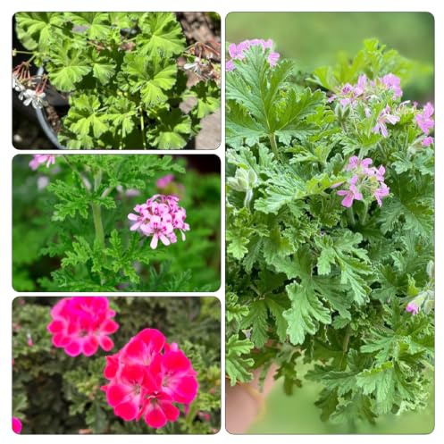 geranio limone - esterni giardino verdi pendenti, 2piante