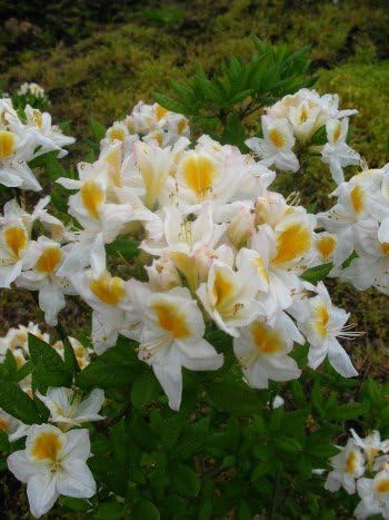 weiß gelbe Garten Azalee Rhododendron luteum Persil 30-40 cm hoch 5 L Topf | Winterhart, duftend & sommergrün – leuchtende Blüten, bienenfreundlich für Garten & Beet