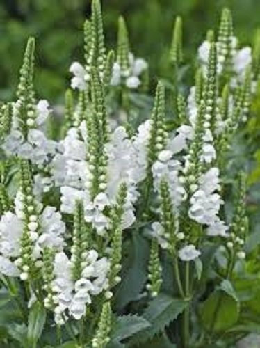 Physostegia, Crown of Snow (Obedient Plant) Hardy Perennial Flower Seeds 10