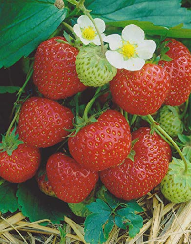 10 Erdbeerpflanzen Senga Sengana10 Wurzelstücke hoher Ertrag Erdbeeren