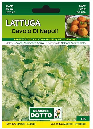 Sicignano | Semi Lattuga Cavolo di Napoli, Seme Bianco, Testa Grossa, Busta Extra - 1 Confezione da 3.5g, Cespo Grosso e Compatibile