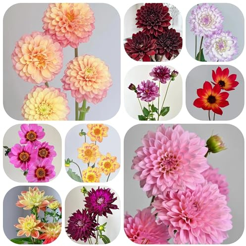 4bulbos tubérculos de dalia - para lugares soleados, de jardín comprar tubérculos de dalia resistentes al aire libre jardinera