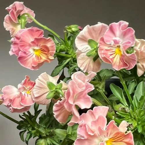 semillas de pensamiento, jardín interior orgánicas Decoraciones 150pcs