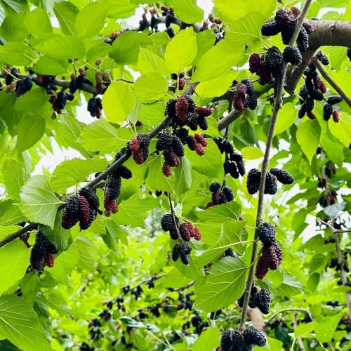 semi di gelso, fresca colonnare da nani resistenti di vecchie varietà da colonnari resistenti giardino 125pcs
