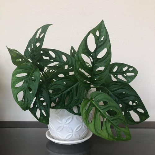 semillas de monstera, jardín en el balcón de cobertura del suelo balcón invernadero jardín decoración la sala estar rocas raro interior 20pcs